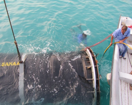 Marine pipeline installation for Seawater Intake System Phase 19